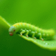 Chenille verte sur une feuille lumineuse en macro