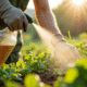 Personne avec gants de jardinage vaporisant un anti-mauvaises herbes maison dans le jardin